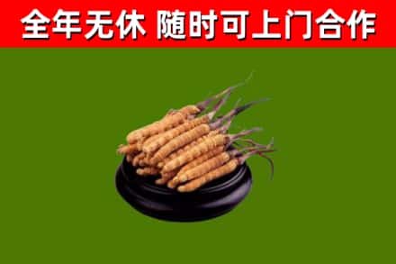 甘南烟酒回收冬虫夏草.jpg